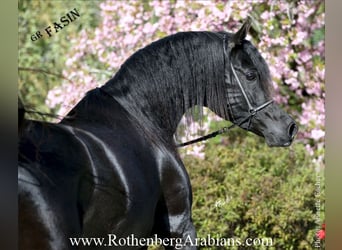 Ägyptischer Araber, Hengst, 6 Jahre, 154 cm, Rappe