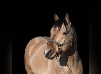 American Quarter Horse, Hengst, 12 Jahre, 152 cm, Buckskin