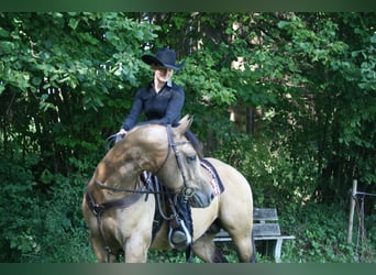 American Quarter Horse, Hengst, 12 Jahre, 152 cm, Buckskin