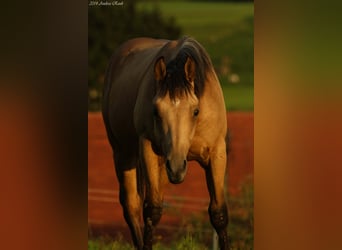 American Quarter Horse, Hengst, 11 Jaar, 152 cm, Buckskin