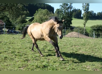 American Quarter Horse, Hengst, 10 Jahre, 152 cm, Buckskin
