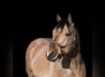 American Quarter Horse, Ogier, 11 lat, 152 cm, Jelenia