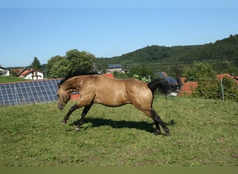 American Quarter Horse, Stallion, 11 years, 14.3 hh, Buckskin