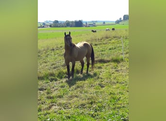 American Quarter Horse, Stallone, 12 Anni, 152 cm, Pelle di daino