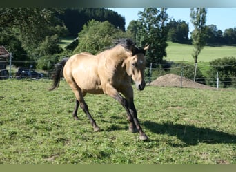 American Quarter Horse, Stallone, 12 Anni, 152 cm, Pelle di daino
