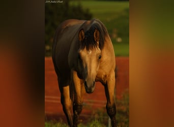American Quarter Horse, Stallone, 12 Anni, 152 cm, Pelle di daino