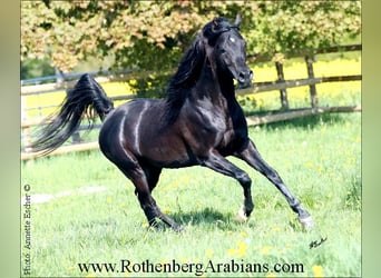 Ägyptischer Araber, Hengst, 9 Jahre, 156 cm, Rappe