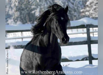 Ägyptischer Araber, Hengst, 9 Jahre, 156 cm, Rappe