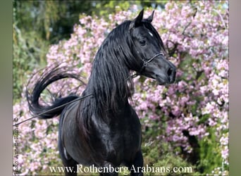 Ägyptischer Araber, Hengst, 9 Jahre, 156 cm, Rappe