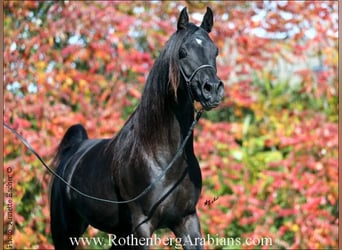 Straight Egyptian, Stallion, 9 years, 15,1 hh, Black