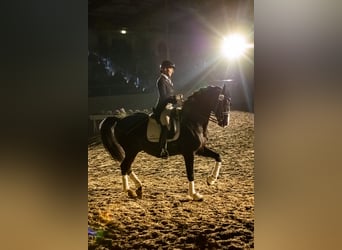 Hanoverian, Stallion, 12 years, 16.2 hh, Black