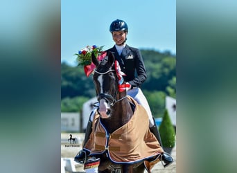 Hannover, Stallone, 14 Anni, 170 cm, Morello