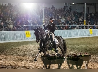 Hannover, Stallone, 14 Anni, 170 cm, Morello