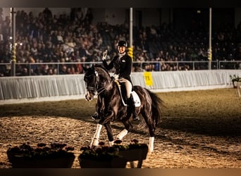 Hannoveraner, Hengst, 13 Jahre, 170 cm, Rappe