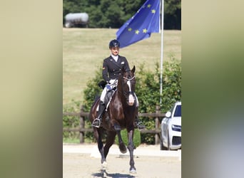 Hannoveraner, Hengst, 13 Jahre, 170 cm, Rappe