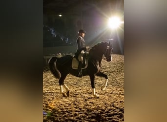 Hannoveraner, Hengst, 13 Jahre, 170 cm, Rappe