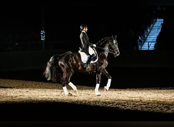 Hannoveraner, Hengst, 13 Jahre, 170 cm, Rappe