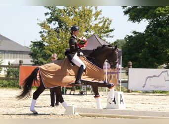 Hanoverian, Stallion, 13 years, 16,2 hh, Black