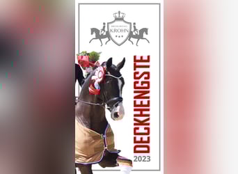 Hanoverian, Stallion, 13 years, 16,2 hh, Black