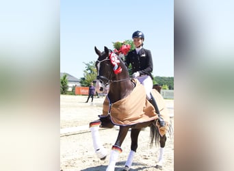 Hanoverian, Stallion, 13 years, 16,2 hh, Black