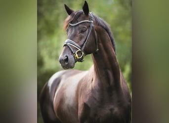 KWPN, Stallion, 14 years, 16.1 hh, Smoky-Black