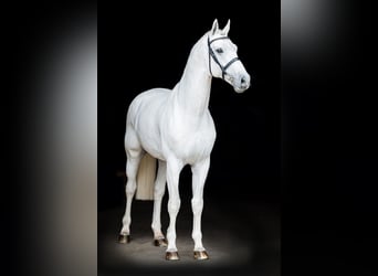 Hanoverian, Stallion, 17 years, 17.1 hh, Gray