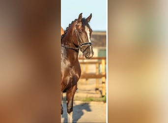 Groninger, Castrone, 7 Anni, 165 cm, Baio scuro