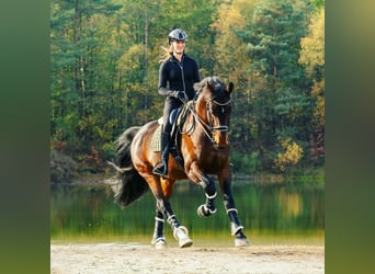 Groninger, Étalon, 7 Ans, 170 cm, Bai