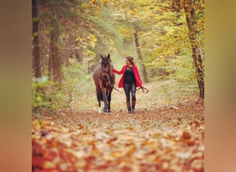 Groninger, Étalon, 7 Ans, 170 cm, Bai