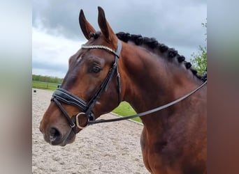 Groninger, Étalon, 7 Ans, 170 cm, Bai