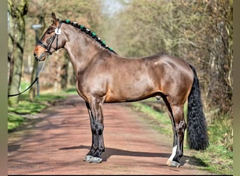 Groninger, Étalon, 7 Ans, 170 cm, Bai