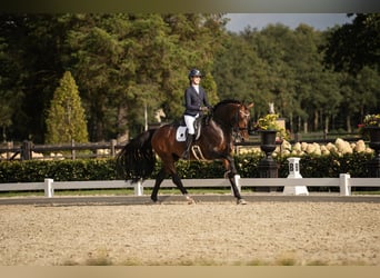 Groninger, Étalon, 7 Ans, 170 cm, Bai