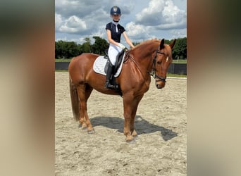 Groninger, Gelding, 10 years, 17 hh, Chestnut-Red