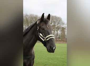 Groninger, Gelding, 18 years, 16.1 hh, Brown