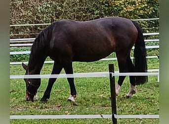 Groninger, Mare, 9 years, 15,3 hh, Brown