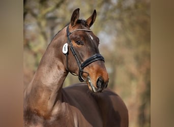 Groninger, Hengst, 7 Jahre, 16,2 hh, Brauner