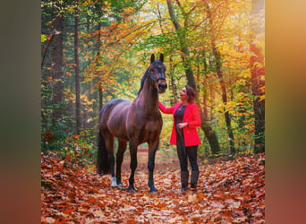 Groninger, Stallion, 8 years, 16,2 hh, Brown