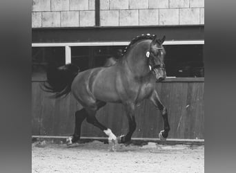 Groninger, Stallion, 8 years, 16,2 hh, Brown