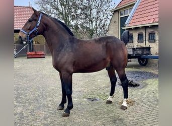 Groninger, Stallone, 3 Anni, Baio