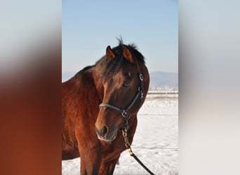 PRE, Hengst, 21 Jaar, 157 cm, Bruin