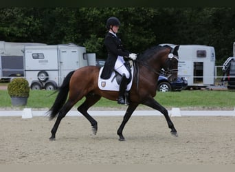 PRE, Hengst, 21 Jaar, 157 cm, Bruin