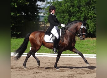 PRE, Hengst, 21 Jaar, 157 cm, Bruin