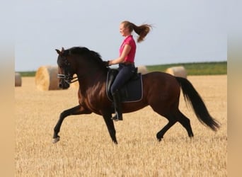 PRE, Hengst, 21 Jaar, 157 cm, Bruin