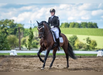 PRE, Hengst, 21 Jaar, 157 cm, Bruin