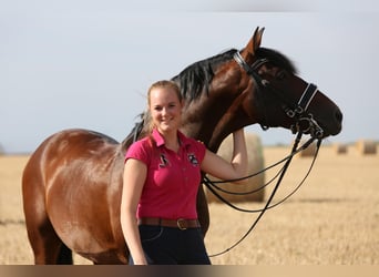 PRE, Hengst, 21 Jaar, 157 cm, Bruin