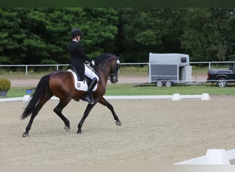 PRE, Semental, 21 años, 157 cm, Castaño