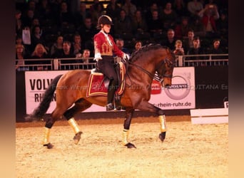 PRE, Stallone, 23 Anni, 157 cm, Baio