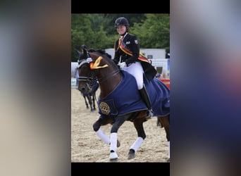 PRE, Stallone, 23 Anni, 157 cm, Baio