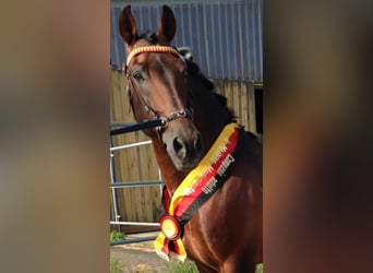 PRE, Stallone, 23 Anni, 157 cm, Baio