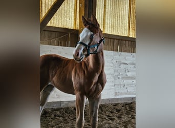 American Quarter Horse, Hengst, 5 Jahre, 145 cm, Palomino